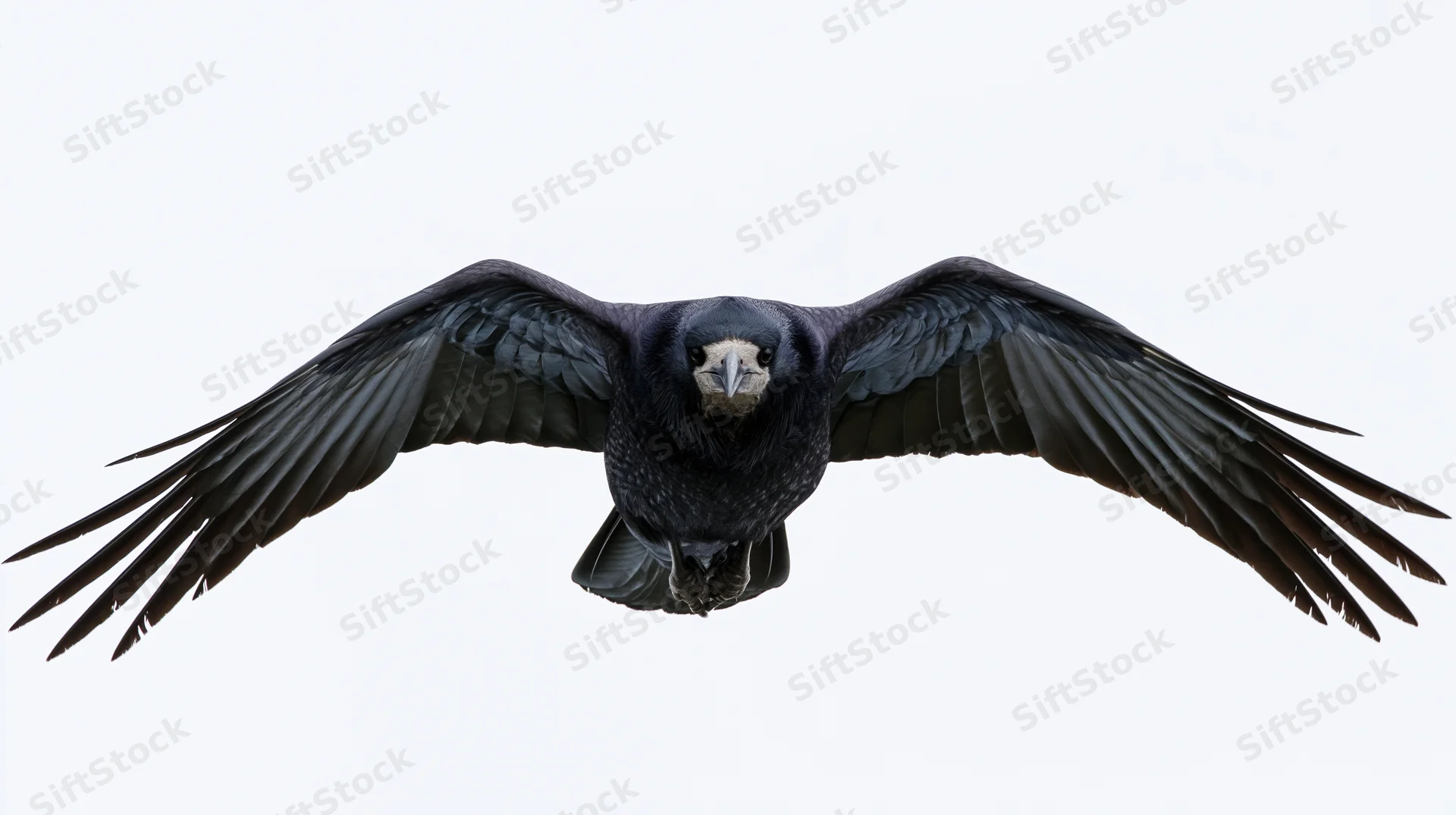Rook in mid-flight with wings fully spread gliding directly toward the viewer against a white background