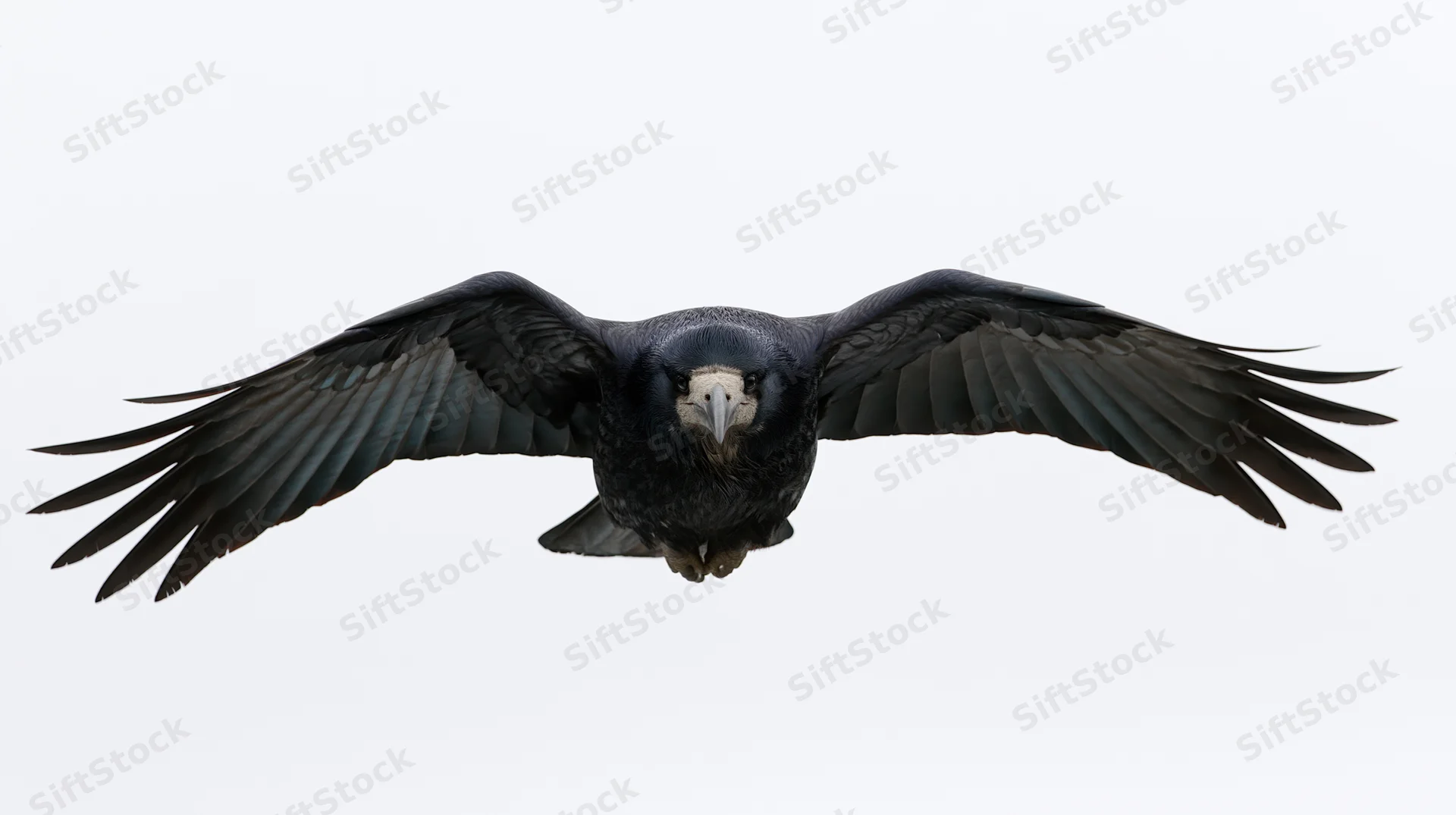 Rook in mid-flight with wings fully spread gliding directly toward the camera on a white background