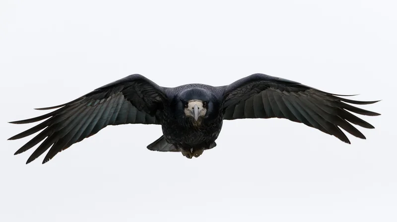 Rook in mid-flight with wings fully spread gliding directly toward the camera on a white background