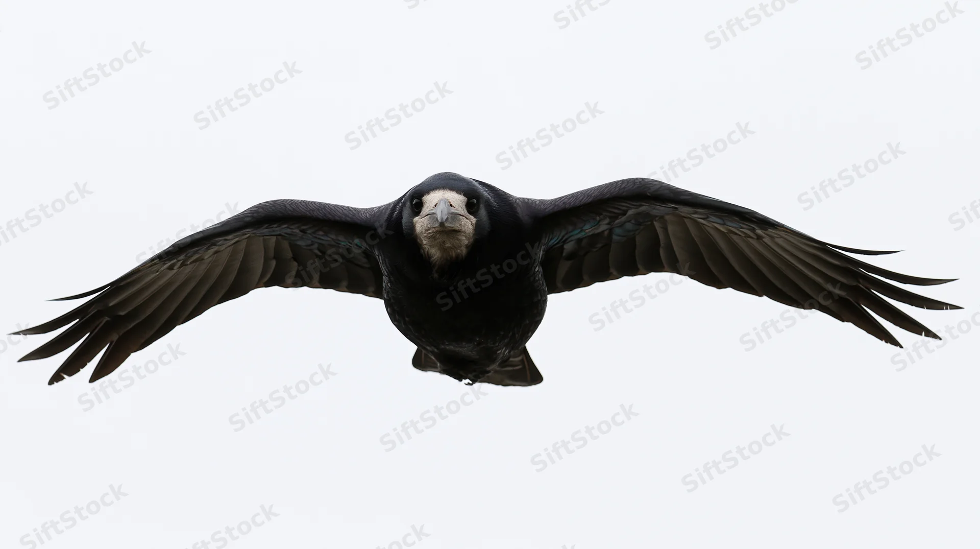 Rook in mid-flight with wings fully spread gliding directly toward the camera against a white background