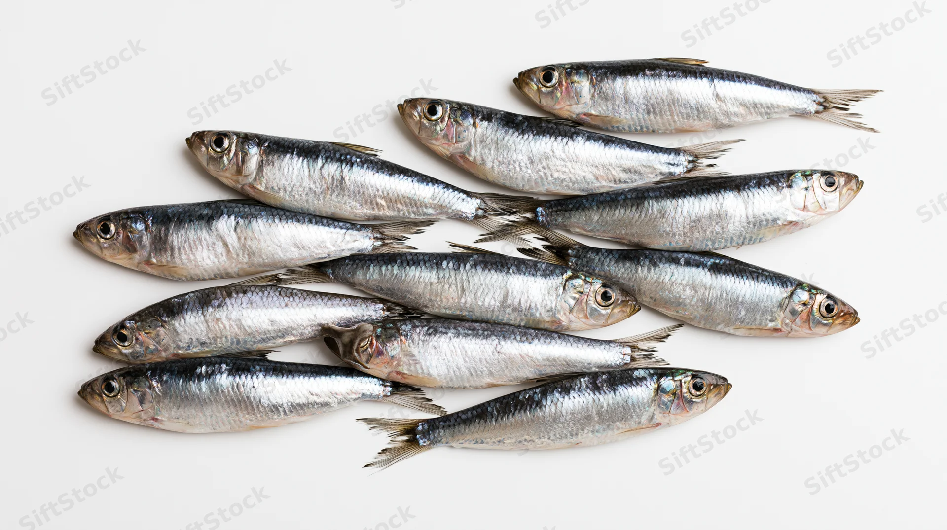 School of fresh whole herring and sprat fish arranged on white background