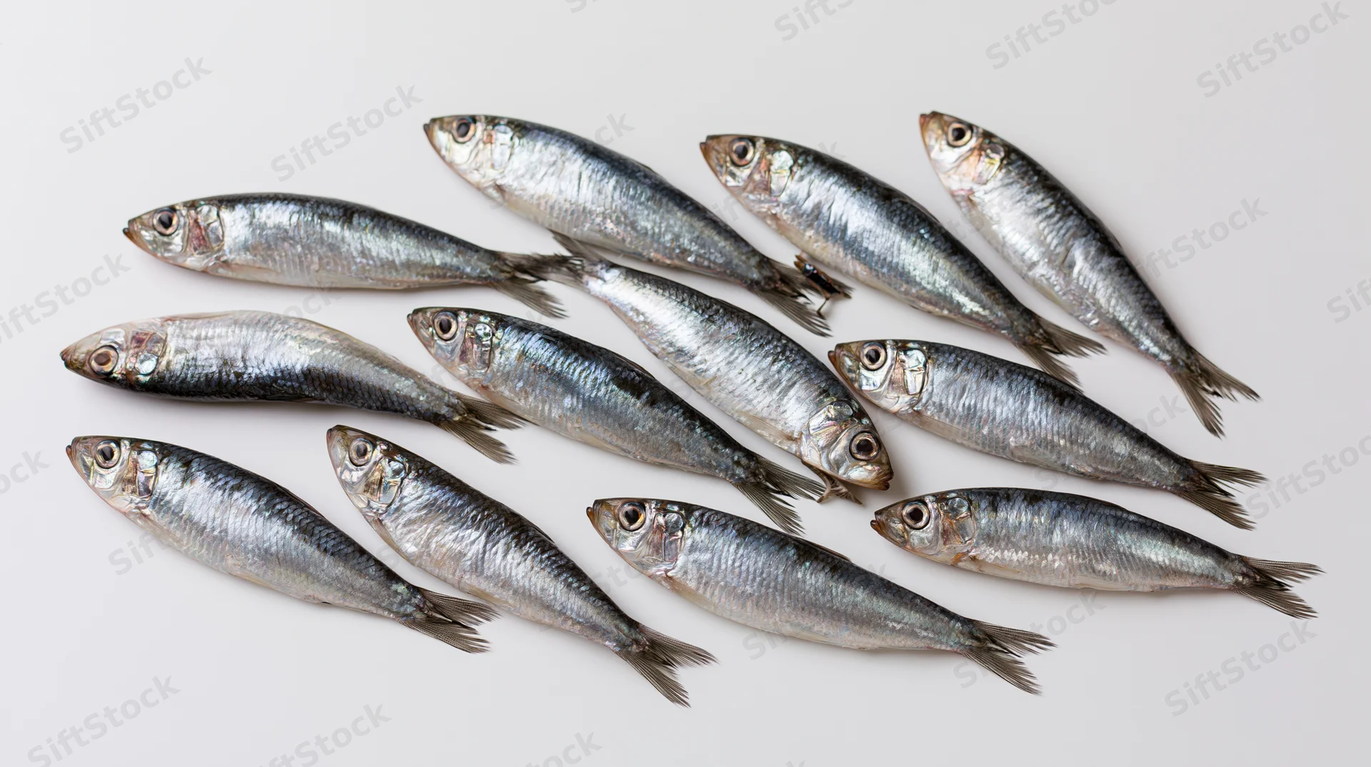 Whole fresh herring and sprat fish arranged on white background