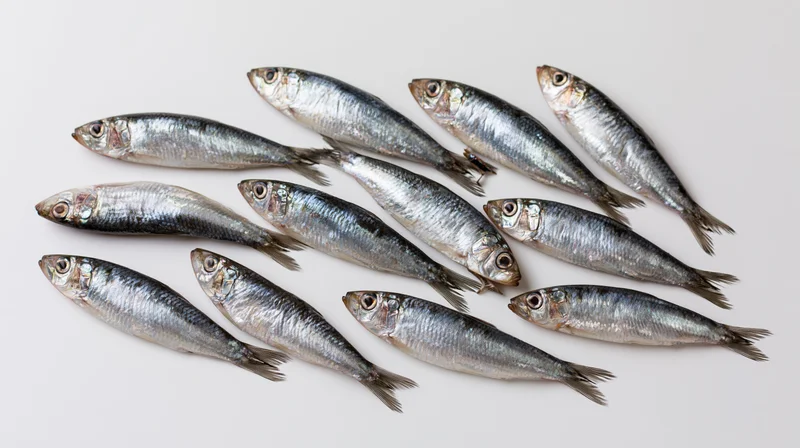 Whole fresh herring and sprat fish arranged on white background