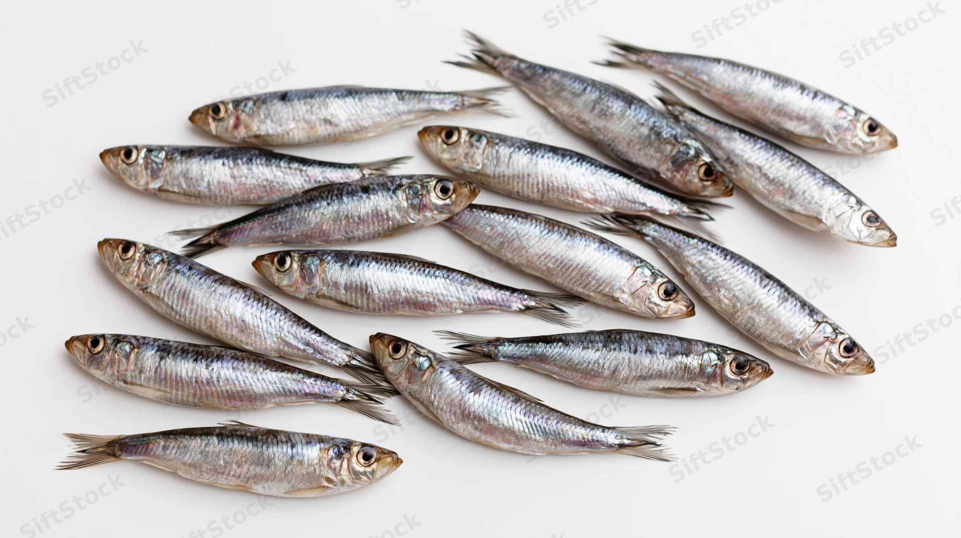 Fresh whole herring and sprat fish arranged on white background
