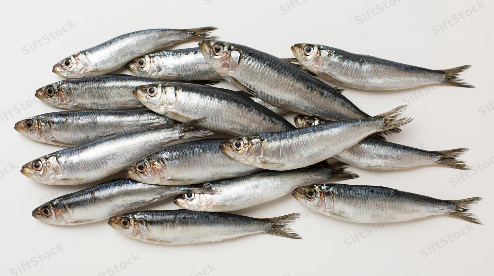 Whole fresh herring and sprat fish piled together on white background