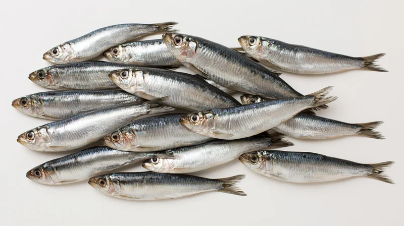 Whole fresh herring and sprat fish piled together on white background
