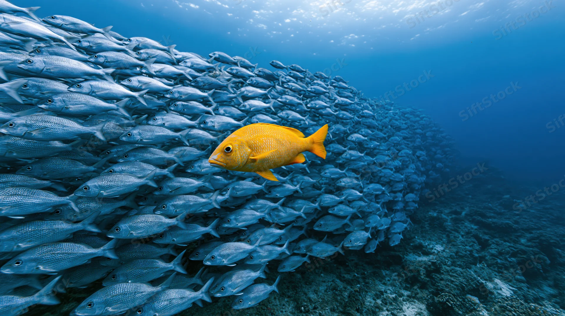 Bright yellow tropical fish swimming among a large school of silver fish near a coral reef underwater
