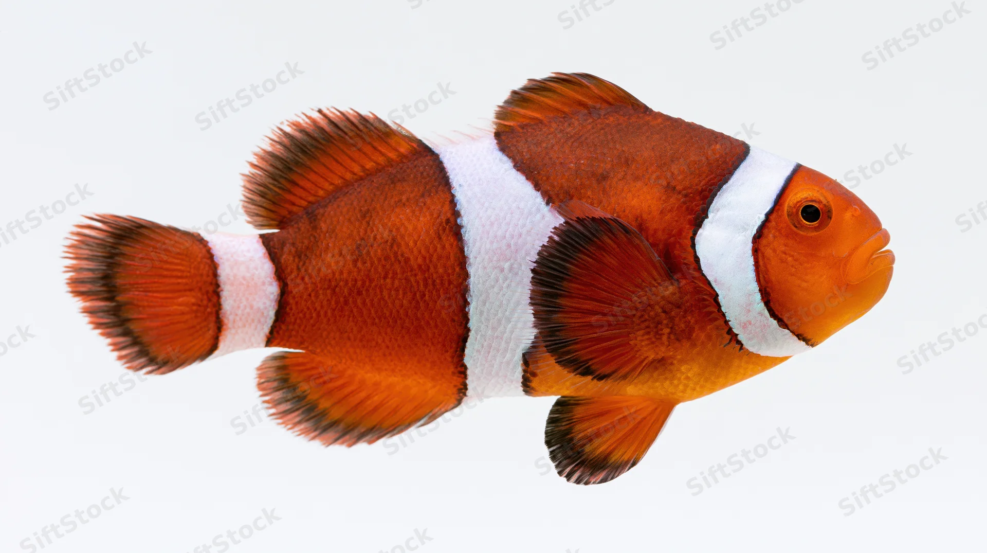 Clownfish swimming mid-water against a clean white background