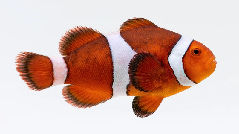 Clownfish swimming mid-water against a clean white background