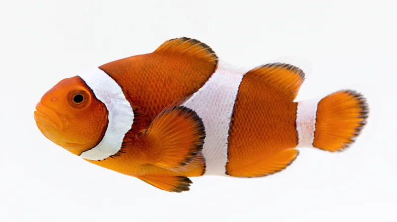 Clownfish swimming in profile against a white background