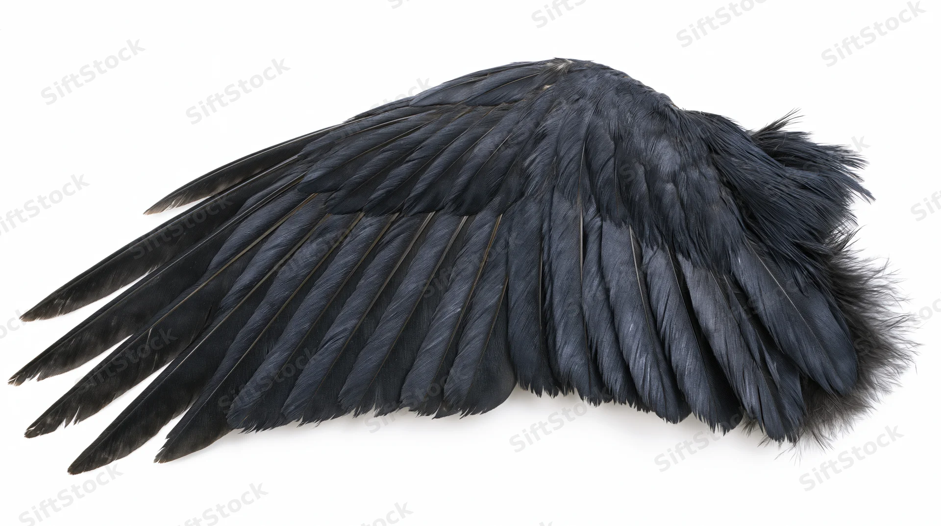 Dark bird wing specimen laid flat with feathers fanned out on white background