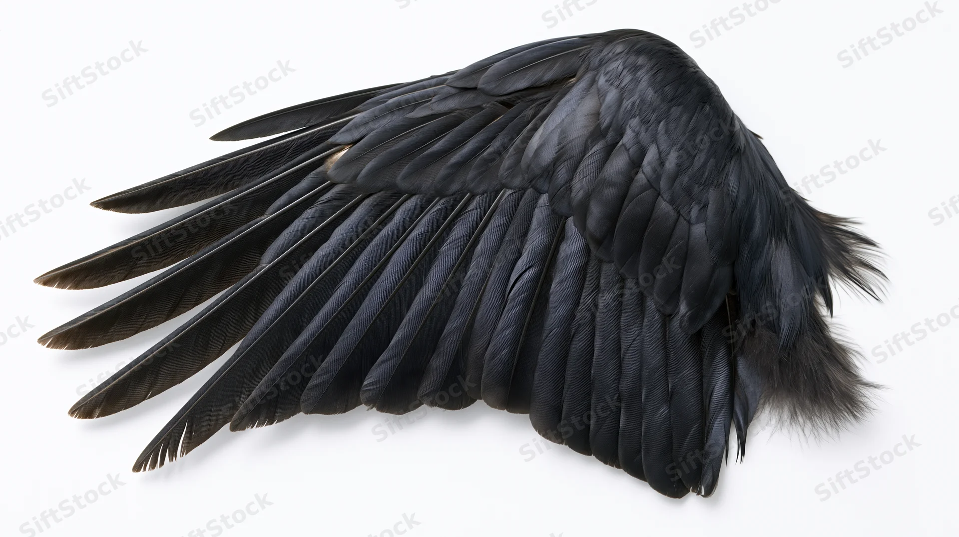 Dark bird wing specimen laid flat with feathers fanned out on white background