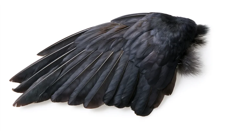 Dark bird wing specimen laid flat with feathers fanned out on white background