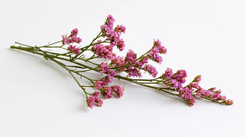 Dried statice flowers arranged in a loose bouquet on a white background