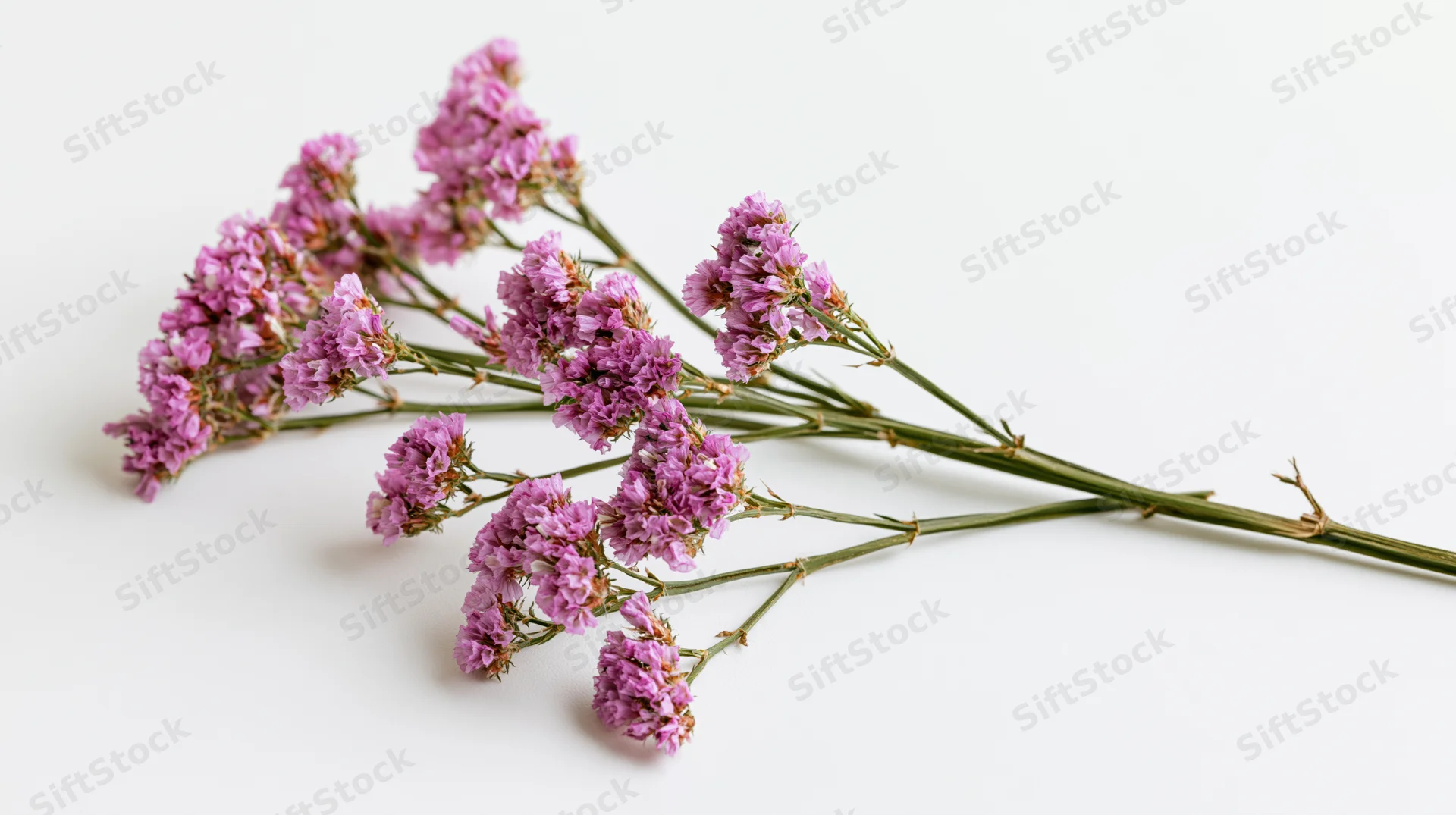 Dried statice wildflower stem with purple blooms arranged on white background