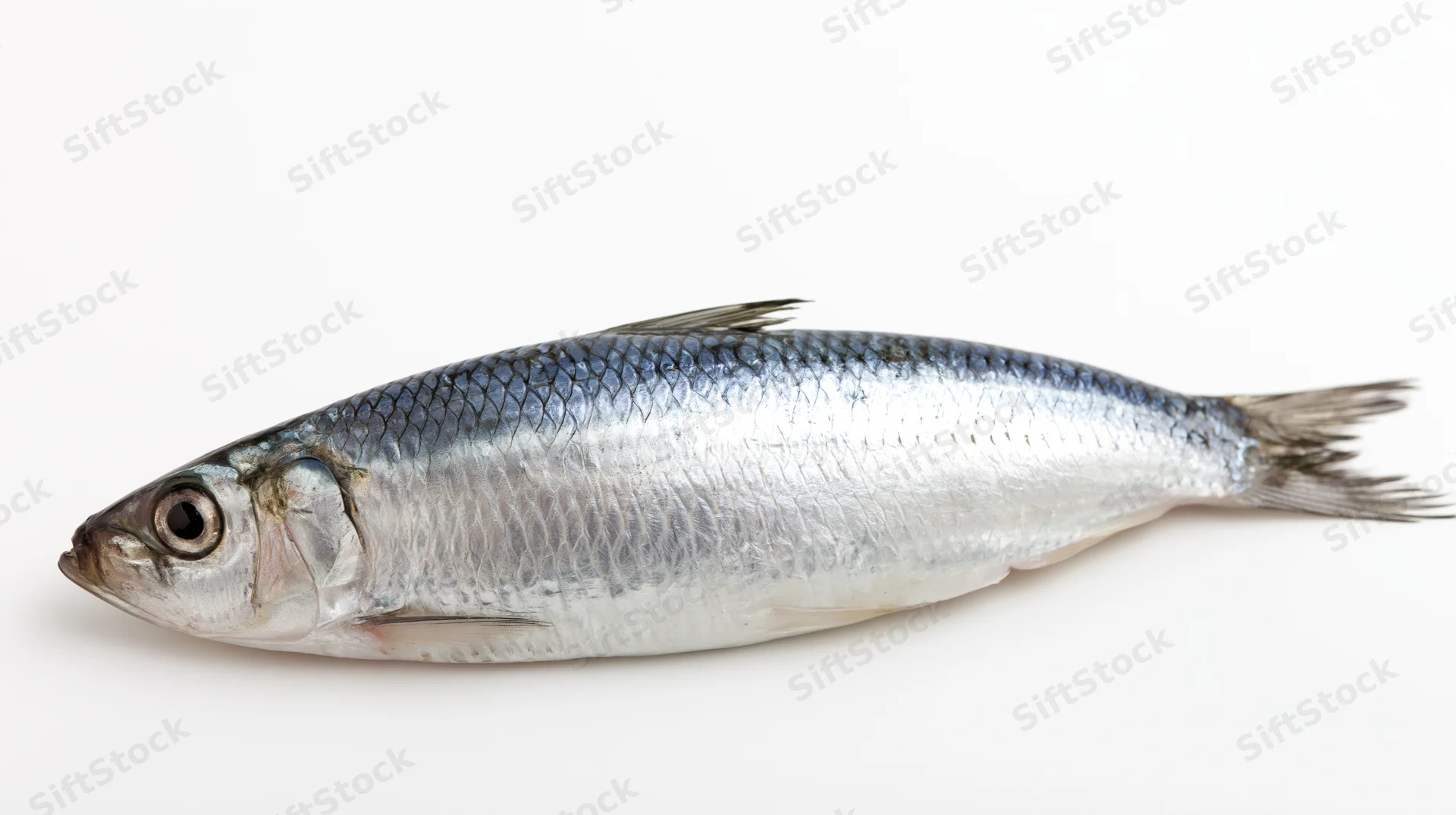 Fresh atlantic herring lying on its side on white background