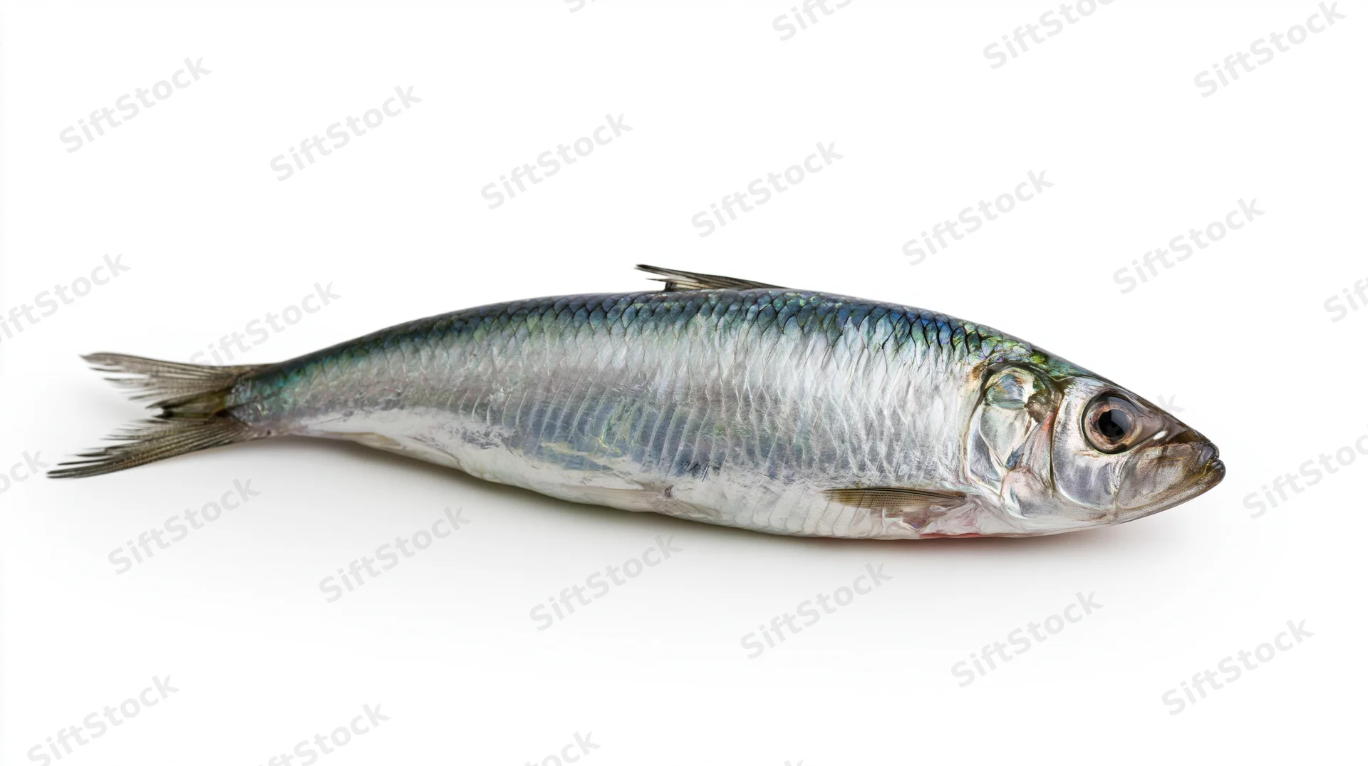 Single fresh sardine lying on its side on white background