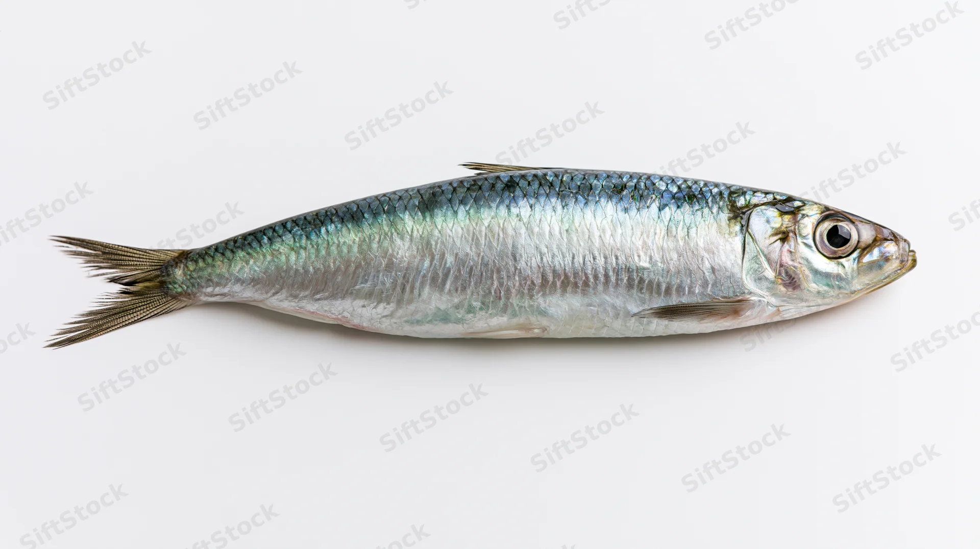 Fresh whole sardine lying on its side against a white background