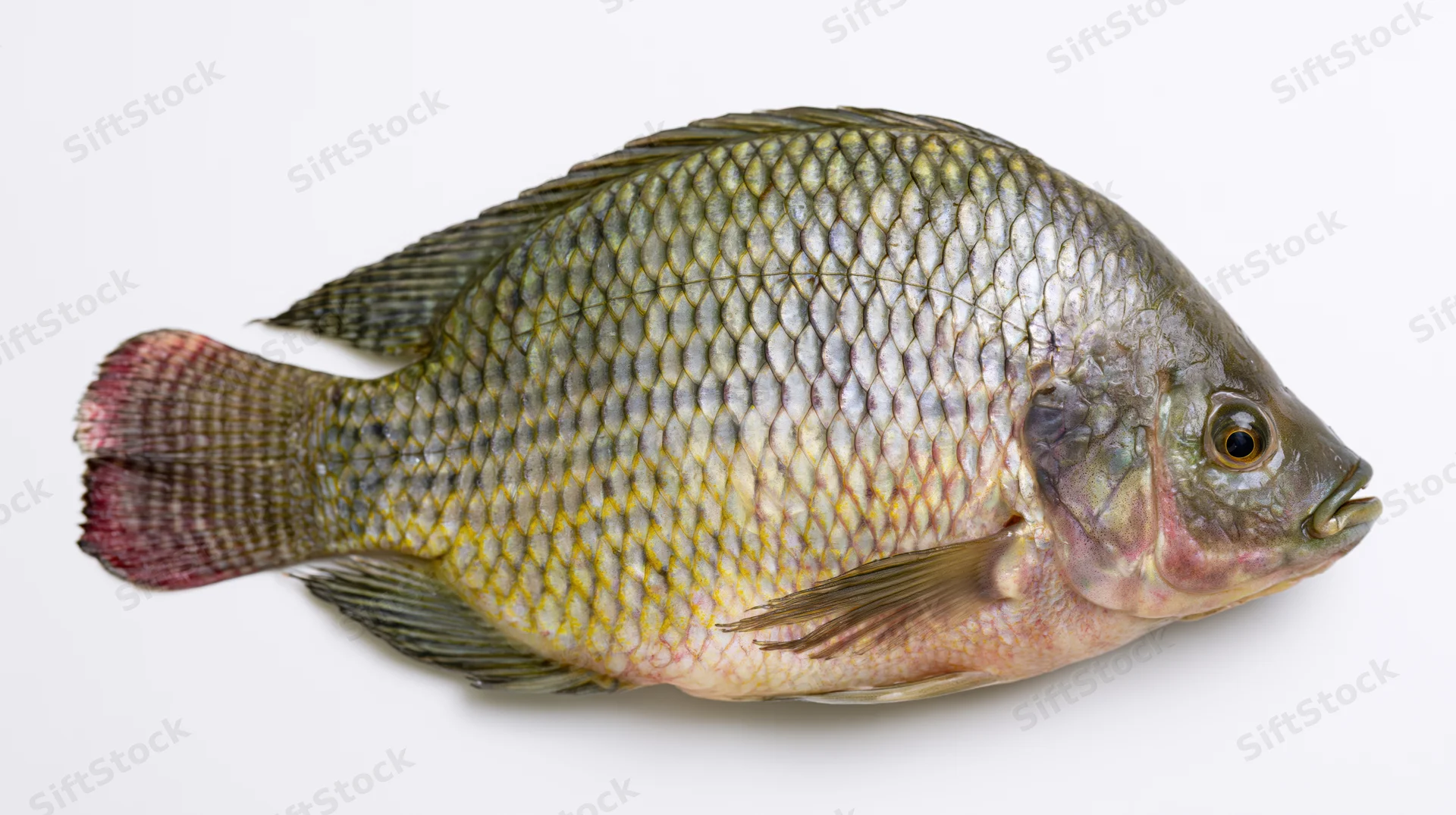Fresh tilapia fish in full lateral profile isolated on white background