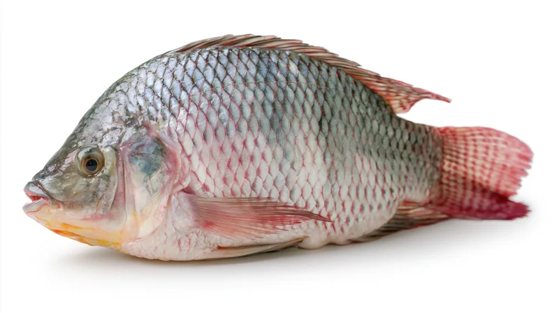 Whole fresh tilapia fish in profile against white background