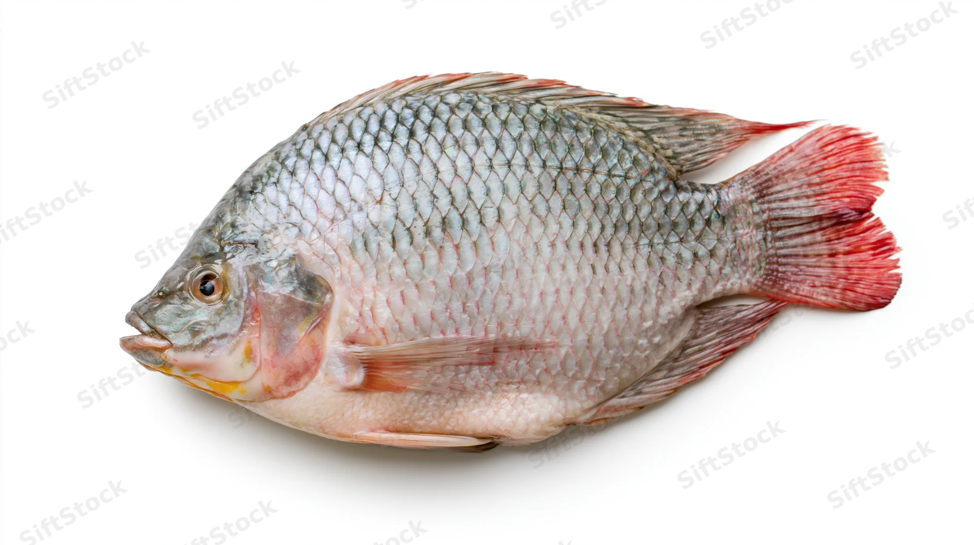 Whole fresh tilapia fish in profile on white background