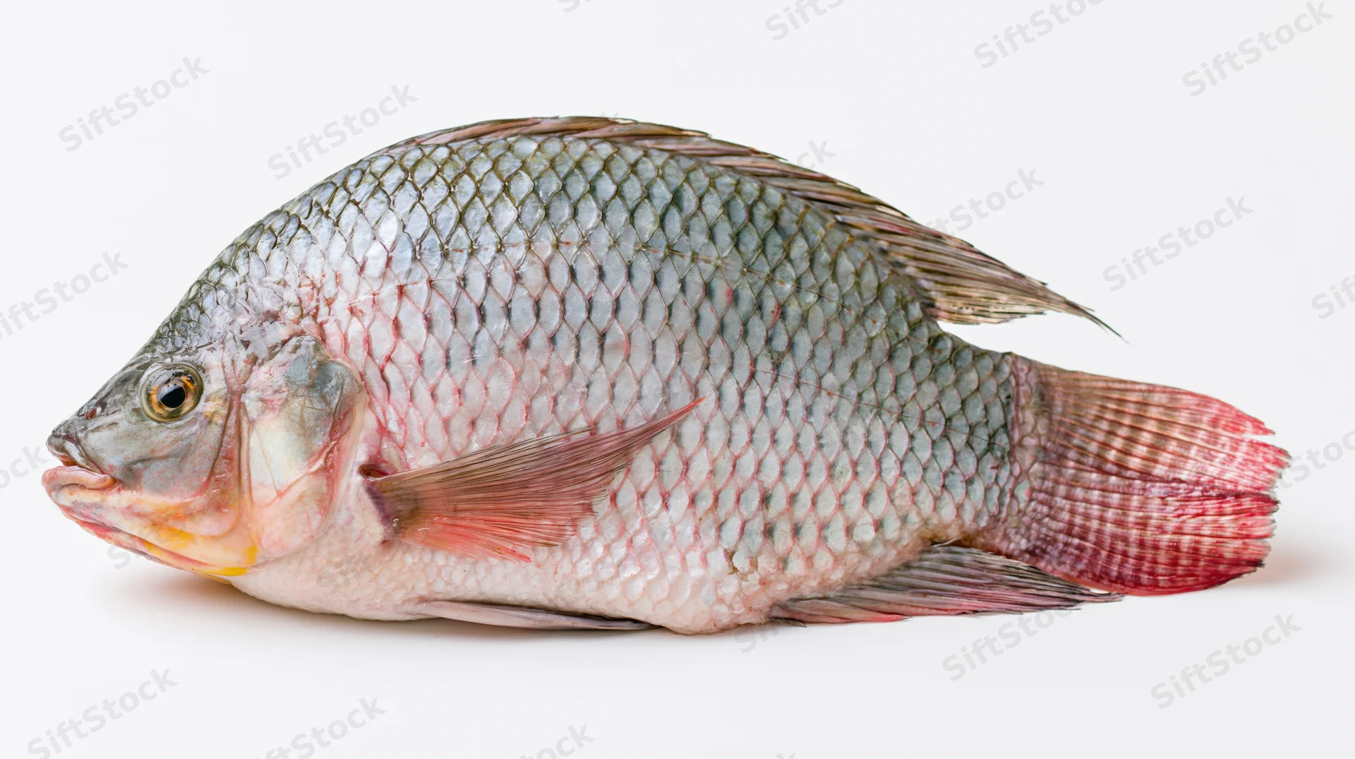 Whole fresh tilapia fish in profile against white background