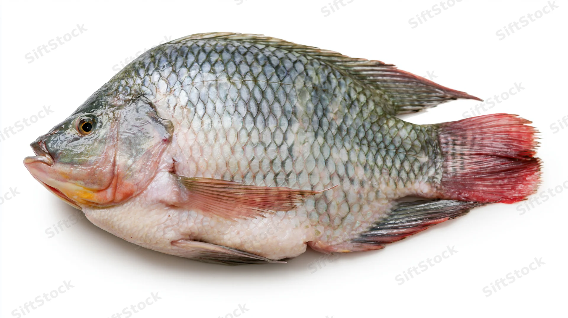 Whole fresh tilapia fish in profile against white background