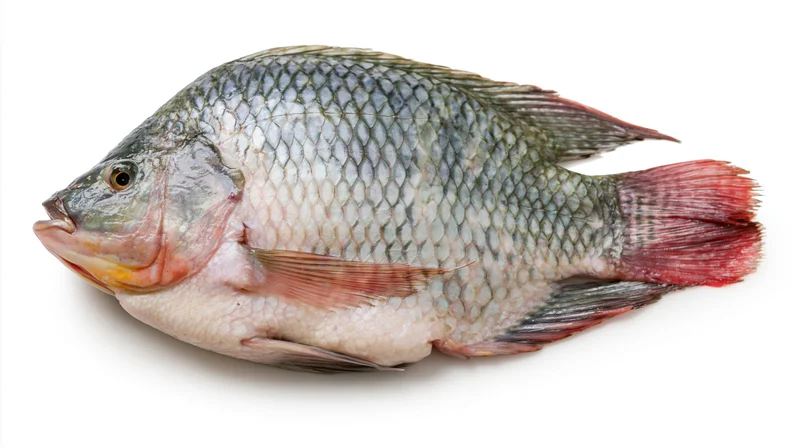 Whole fresh tilapia fish in profile against white background