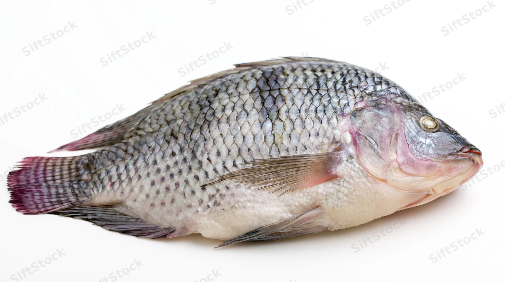 Whole fresh tilapia fish lying on its side on white background