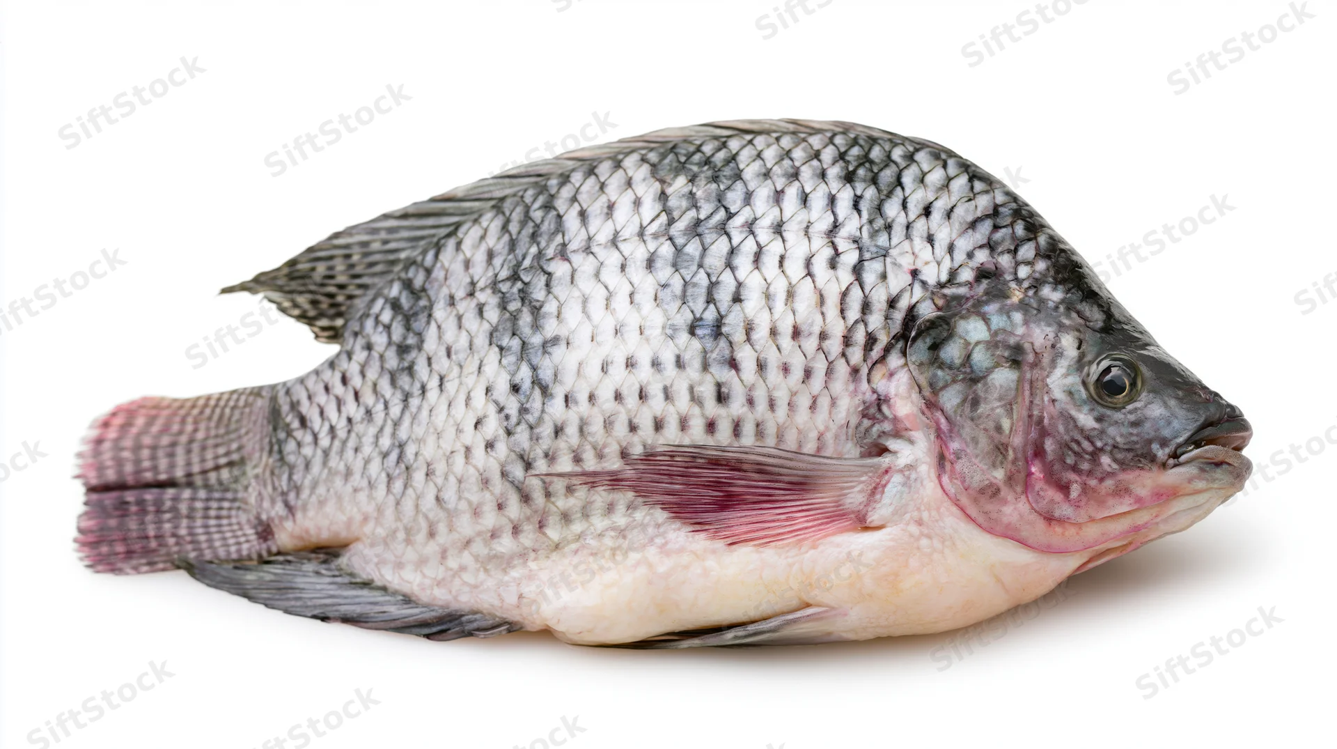 Whole fresh tilapia fish lying on its side isolated on white background