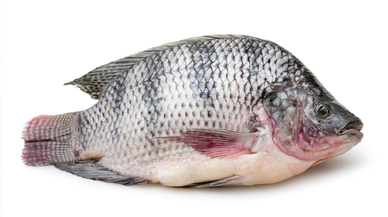 Whole fresh tilapia fish lying on its side isolated on white background