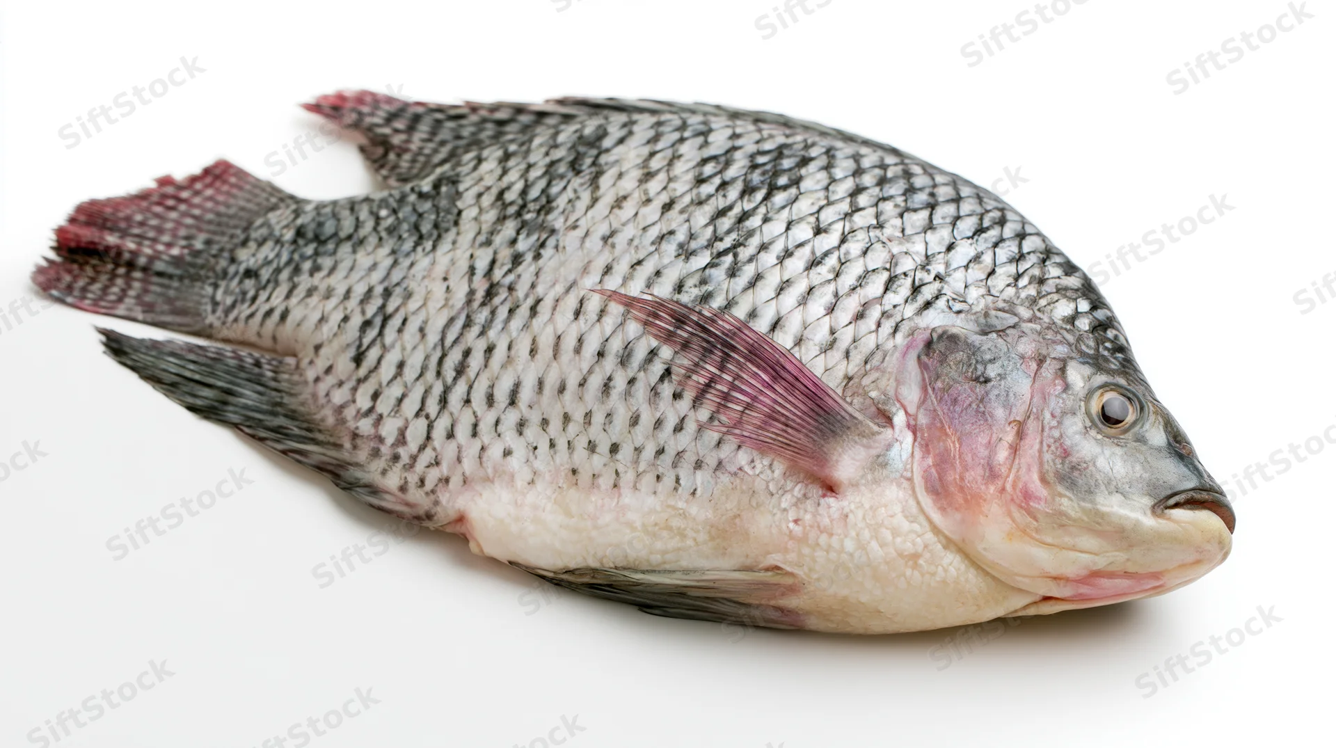 Whole fresh tilapia fish lying on its side on a white background