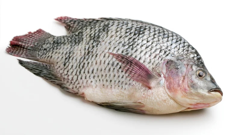 Whole fresh tilapia fish lying on its side on a white background