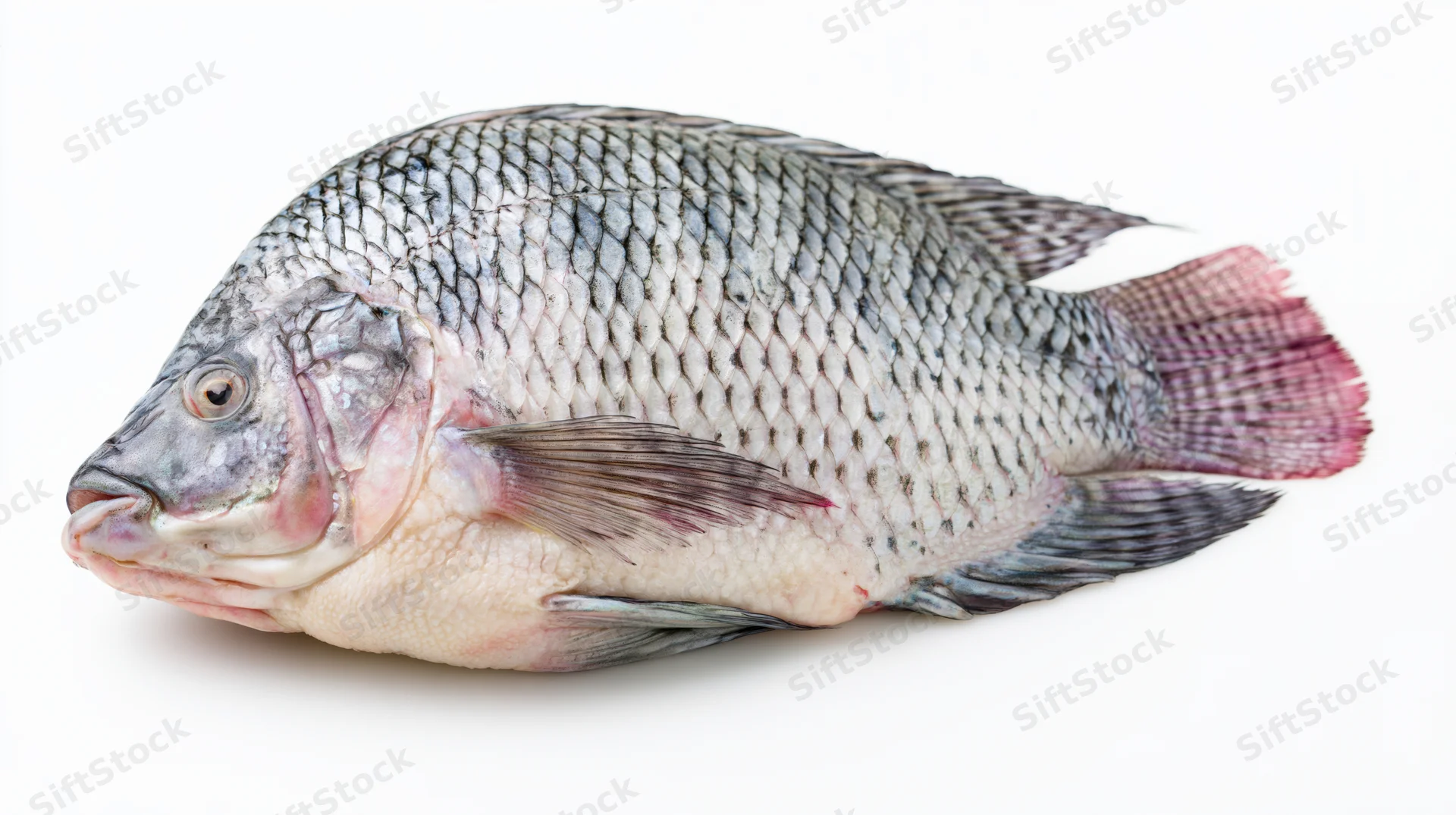 Whole fresh tilapia fish lying on its side on a white background