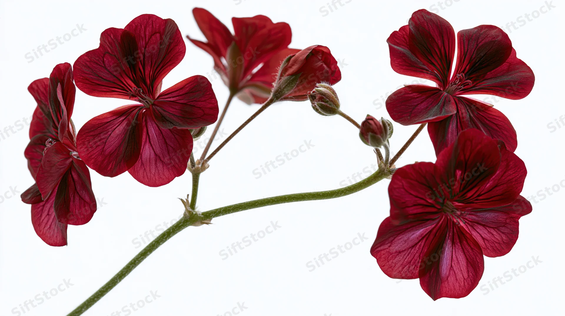 Geranium stem with deep red flowers and buds isolated on white background