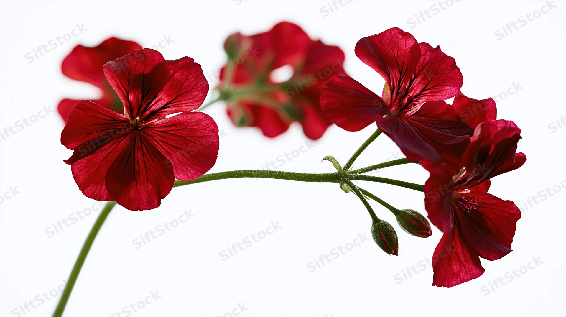 Geranium stem with deep red flowers and buds against white background