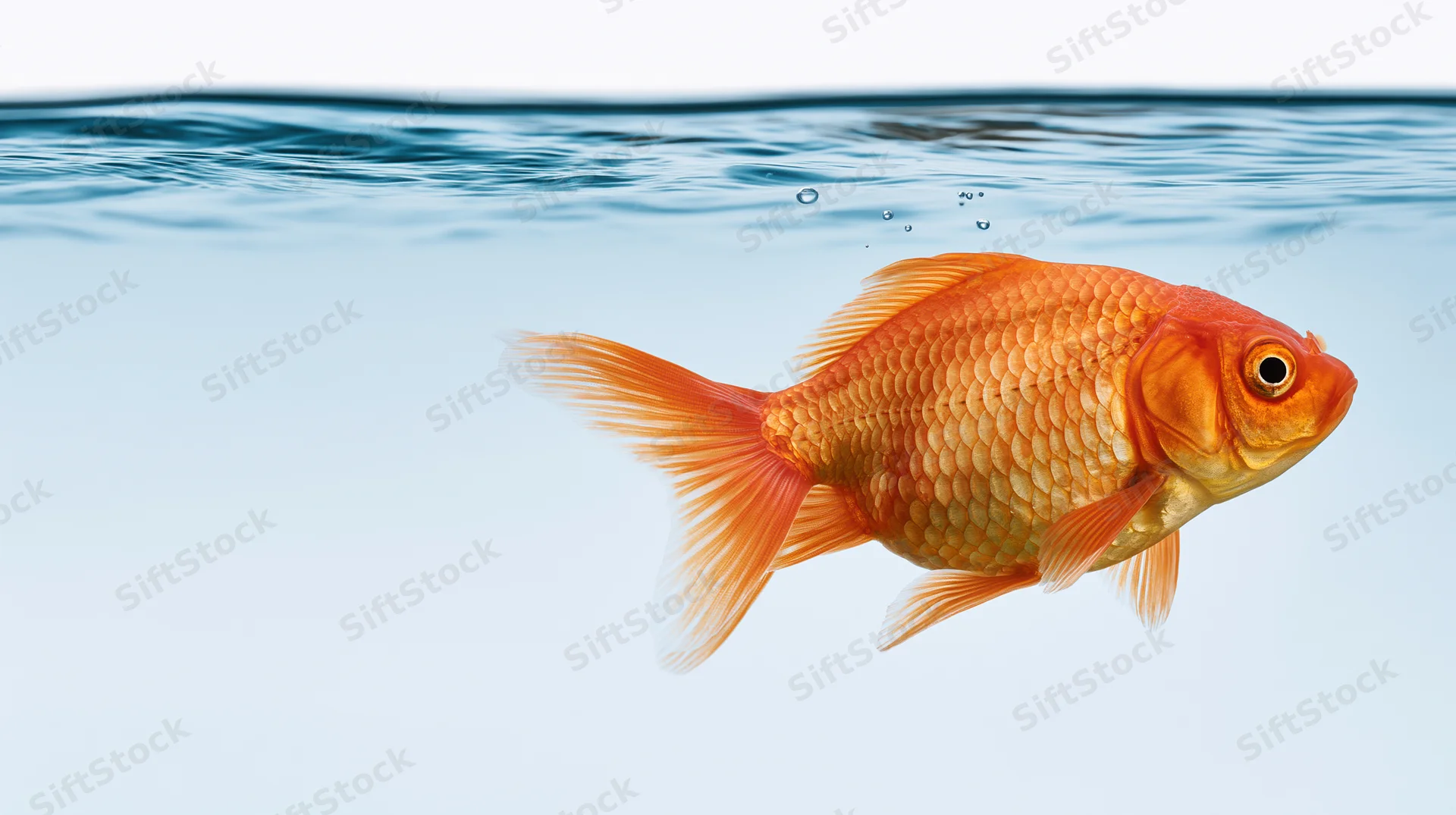 Goldfish swimming just below water surface in clear blue water with bubbles rising