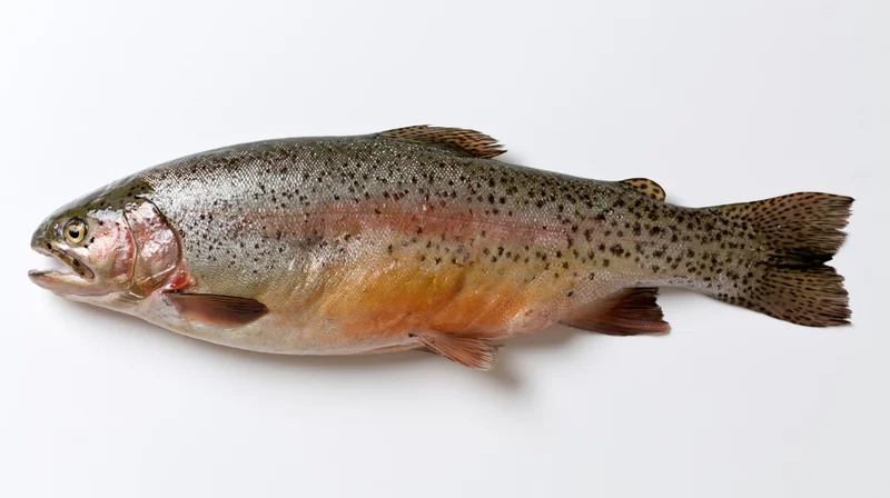 Whole rainbow trout in lateral view on white background