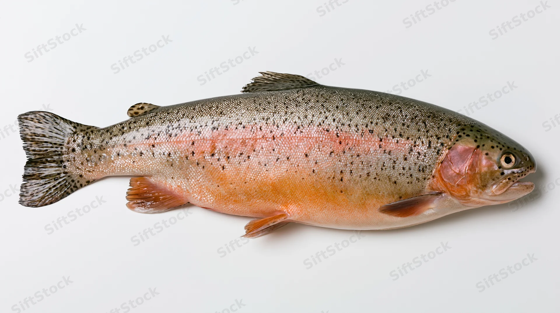 Whole rainbow trout in lateral view on white background