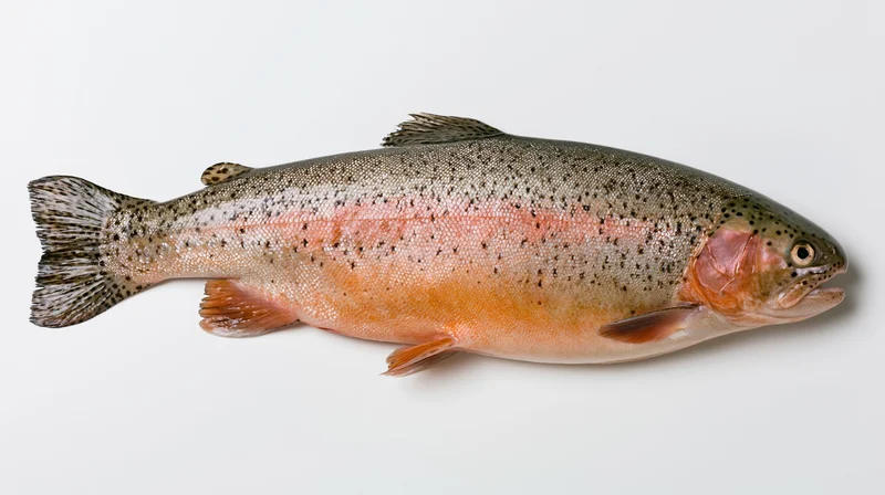 Whole rainbow trout in lateral view on white background