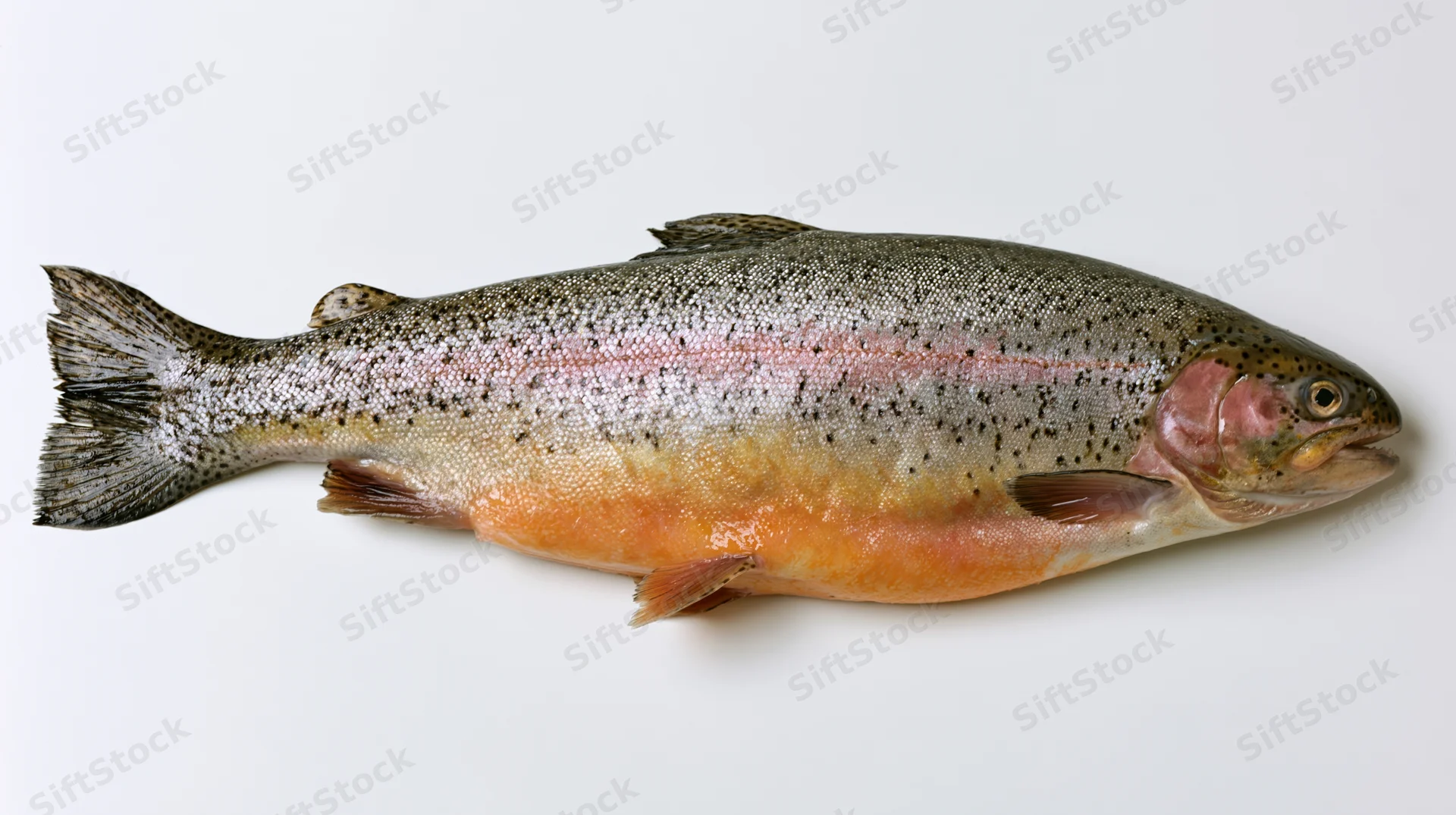 Whole rainbow trout lying in lateral view on white background