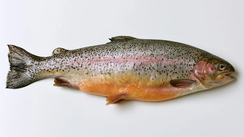 Whole rainbow trout lying in lateral view on white background