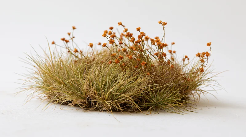 A clump of dry wild grass with orange flowers on a white background