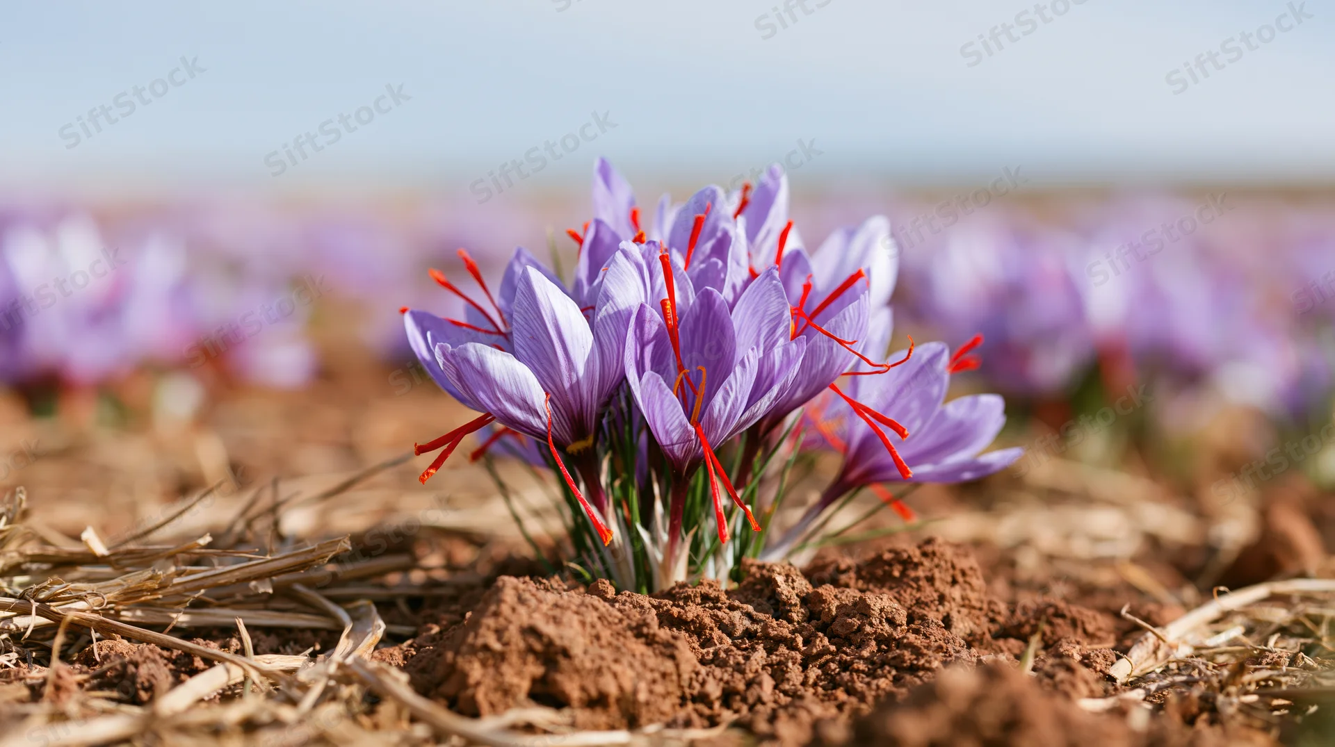Saffron crocus flowers blooming in a dry field with straw and soil