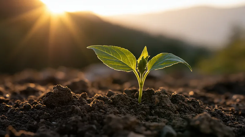 Small green seedling sprouting from dark soil with sun rising behind distant hills