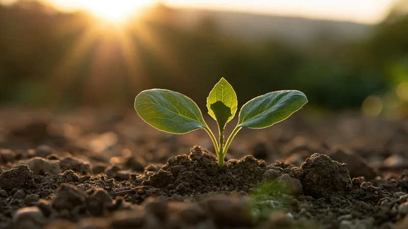 Small green seedling emerging from soil at sunrise in a rural field