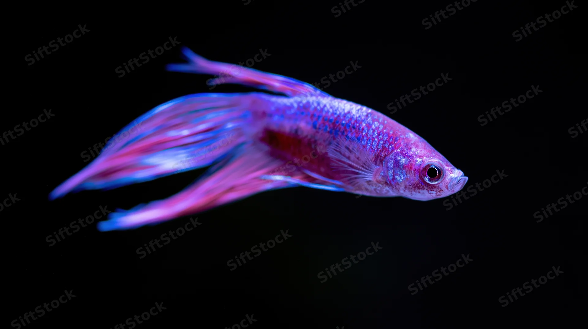 Betta fish swimming with flowing fins against black background