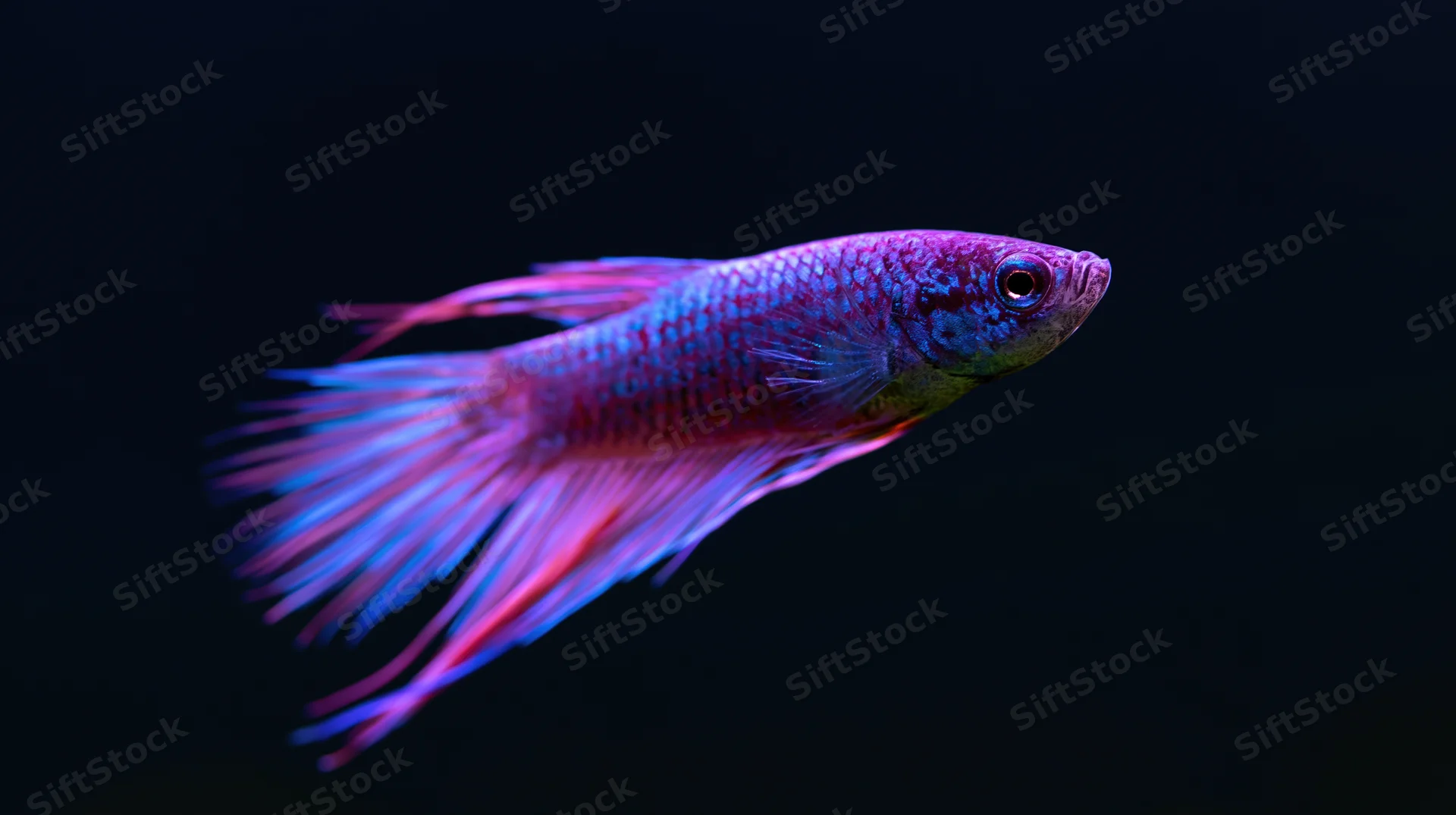 Betta fish swimming with flowing fins against dark background