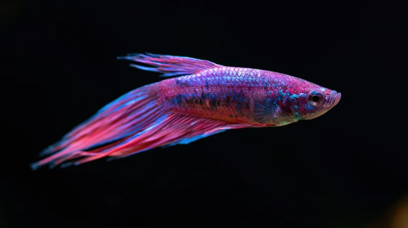 Betta fish swimming midwater with flowing fins against black background
