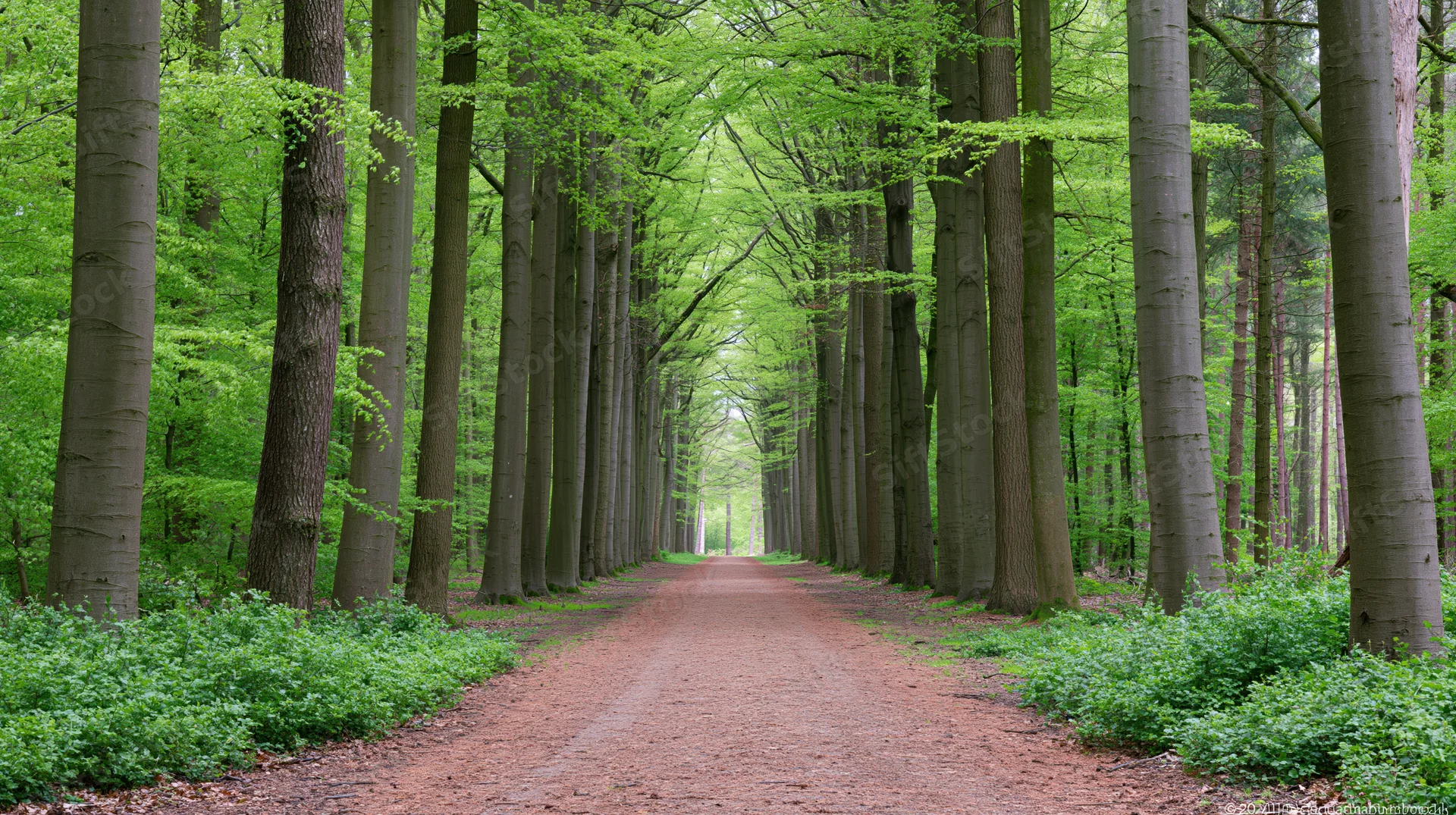 Straight dirt path lined with tall beech trees in a dense forest during spring